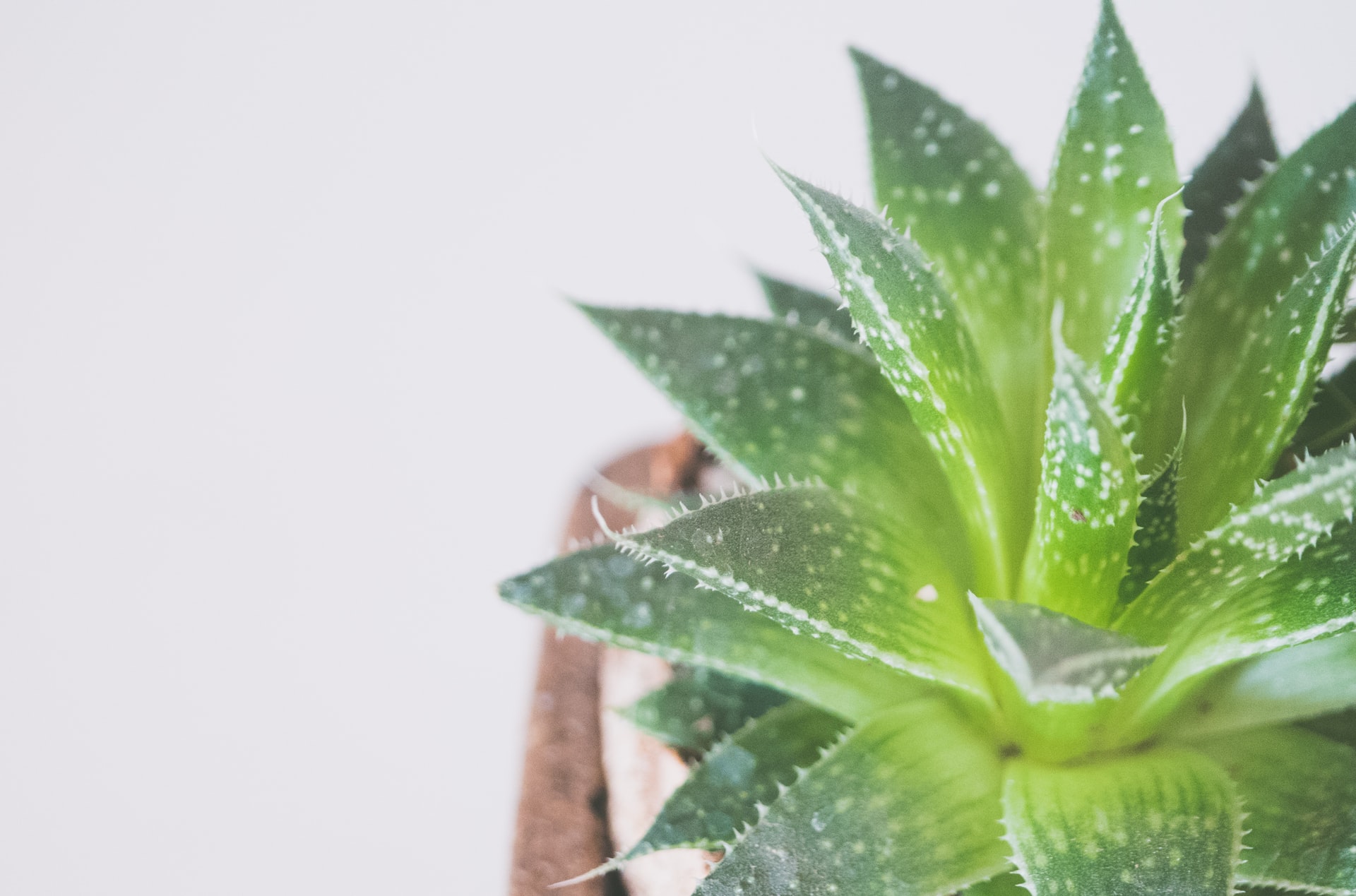 aloe vera алое вера